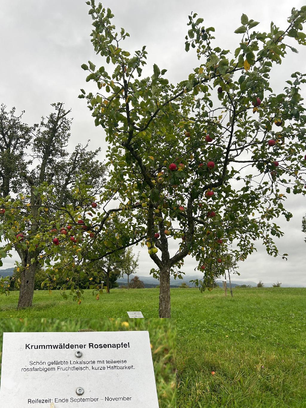 Eislingen