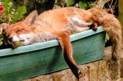 Eislingen - Läufer*in